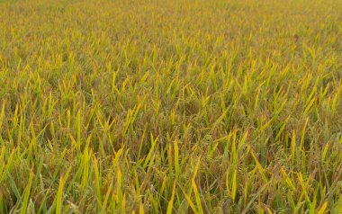 Su yansıtmalı taze çeltik pirinç teraslarını, Asya 'nın kırsal ya da kırsal kesimindeki yeşil tarım tarlalarını kapatın. Doğa manzarası. Sulama