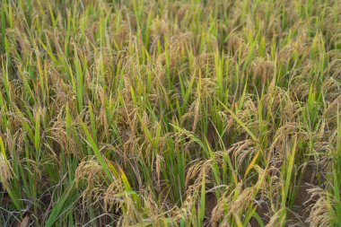 Su yansıtmalı taze çeltik pirinç teraslarını, Asya 'nın kırsal ya da kırsal kesimindeki yeşil tarım tarlalarını kapatın. Doğa manzarası. Sulama