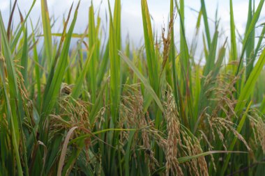 Su yansıtmalı taze çeltik pirinç teraslarını, Asya 'nın kırsal ya da kırsal kesimindeki yeşil tarım tarlalarını kapatın. Doğa manzarası. Sulama
