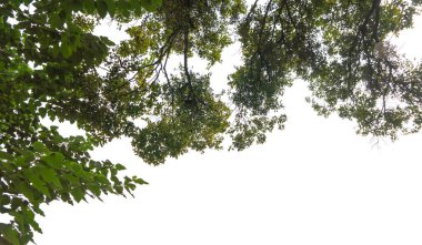 Ağaç yaprakları ve dallar park ve bahçe için beyaz arka planda izole edilmiş. Tasarım dekorasyonu için dış doğal malzemelerin yakın çekimi.