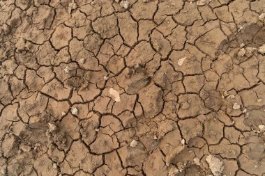 Çeltik pirinç tarlasında kum olan kuru toprak çatlakları. ciddi su sıkıntısı ve kurak kuraklık desenli arka plan.