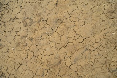 Çeltik pirinç tarlasında kum olan kuru toprak çatlakları. ciddi su sıkıntısı ve kurak kuraklık desenli arka plan.