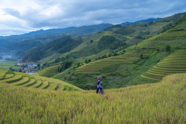 Taze çeltik pirinç teraslarının havadan görünüşü, Mu Cang Chai 'nin kırsal ya da kırsal kesimindeki yeşil tarım alanları, Asya' daki dağ tepeleri vadisi, Vietnam. Doğa manzarası arka planı.