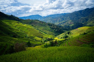 Taze çeltik pirinç teraslarının havadan görünüşü, Mu Cang Chai 'nin kırsal ya da kırsal kesimindeki yeşil tarım alanları, Asya' daki dağ tepeleri vadisi, Vietnam. Doğa manzarası arka planı.