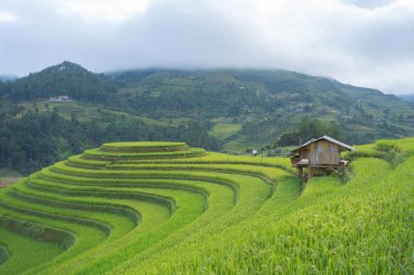 Taze çeltik pirinç teraslarının havadan görünüşü, Mu Cang Chai 'nin kırsal ya da kırsal kesimindeki yeşil tarım alanları, Asya' daki dağ tepeleri vadisi, Vietnam. Doğa manzarası arka planı.
