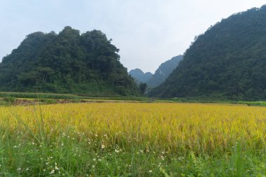 Taze çeltik pirinç teraslarının havadan görünüşü, Mu Cang Chai 'nin kırsal ya da kırsal kesimindeki yeşil tarım alanları, Asya' daki dağ tepeleri vadisi, Vietnam. Doğa manzarası arka planı.