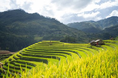 Aerial top view of fresh paddy rice terraces, green agricultural fields in countryside or rural area of Mu Cang Chai, mountain hills valley in Asia, Vietnam. Nature landscape background. clipart