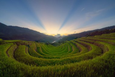 Taze çeltik pirinç teraslarının havadan görünüşü, Mu Cang Chai 'nin kırsal ya da kırsal kesimindeki yeşil tarım alanları, Asya' daki dağ tepeleri vadisi, Vietnam. Doğa manzarası arka planı.