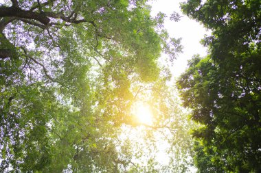 Ormandaki doğa yeşil ağacı ya da parktaki güneş ışığı arka planı ilkbahar mevsiminde ekoloji, tatil ve seyahat kavramlarında parlıyor. Taze rahatlama.