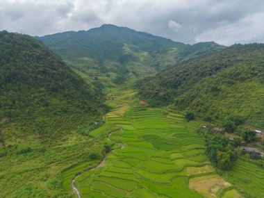 Taze çeltik pirinç teraslarının havadan görünüşü, Mu Cang Chai 'nin kırsal ya da kırsal kesimindeki yeşil tarım alanları, Asya' daki dağ tepeleri vadisi, Vietnam. Doğa manzarası arka planı.