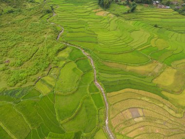 Taze çeltik pirinç teraslarının havadan görünüşü, Mu Cang Chai 'nin kırsal ya da kırsal kesimindeki yeşil tarım alanları, Asya' daki dağ tepeleri vadisi, Vietnam. Doğa manzarası arka planı.