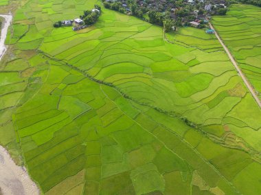 Taze çeltik pirinç teraslarının havadan görünüşü, Mu Cang Chai 'nin kırsal ya da kırsal kesimindeki yeşil tarım alanları, Asya' daki dağ tepeleri vadisi, Vietnam. Doğa manzarası arka planı.