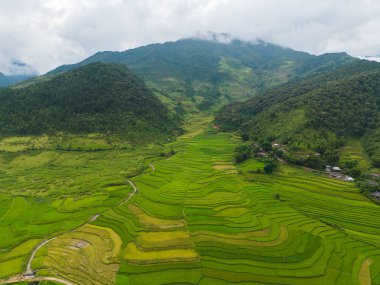 Taze çeltik pirinç teraslarının havadan görünüşü, Mu Cang Chai 'nin kırsal ya da kırsal kesimindeki yeşil tarım alanları, Asya' daki dağ tepeleri vadisi, Vietnam. Doğa manzarası arka planı.