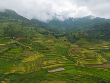 Taze çeltik pirinç teraslarının havadan görünüşü, Mu Cang Chai 'nin kırsal ya da kırsal kesimindeki yeşil tarım alanları, Asya' daki dağ tepeleri vadisi, Vietnam. Doğa manzarası arka planı.