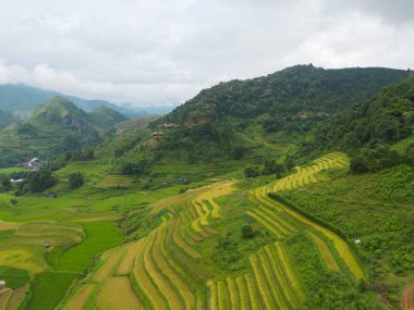 Taze çeltik pirinç teraslarının havadan görünüşü, Mu Cang Chai 'nin kırsal ya da kırsal kesimindeki yeşil tarım alanları, Asya' daki dağ tepeleri vadisi, Vietnam. Doğa manzarası arka planı.