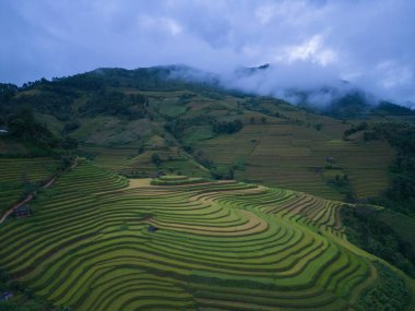 Taze çeltik pirinç teraslarının havadan görünüşü, Mu Cang Chai 'nin kırsal ya da kırsal kesimindeki yeşil tarım alanları, Asya' daki dağ tepeleri vadisi, Vietnam. Doğa manzarası arka planı.