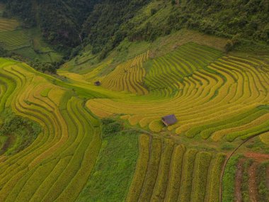 Taze çeltik pirinç teraslarının havadan görünüşü, Mu Cang Chai 'nin kırsal ya da kırsal kesimindeki yeşil tarım alanları, Asya' daki dağ tepeleri vadisi, Vietnam. Doğa manzarası arka planı.