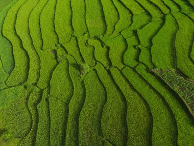 Taze çeltik pirinç teraslarının havadan görünüşü, Mu Cang Chai 'nin kırsal ya da kırsal kesimindeki yeşil tarım alanları, Asya' daki dağ tepeleri vadisi, Vietnam. Doğa manzarası arka planı.