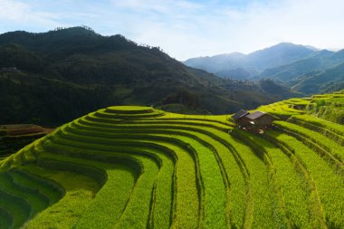 Taze çeltik pirinç teraslarının havadan görünüşü, Mu Cang Chai 'nin kırsal ya da kırsal kesimindeki yeşil tarım alanları, Asya' daki dağ tepeleri vadisi, Vietnam. Doğa manzarası arka planı.