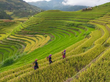 Taze çeltik pirinç teraslarının havadan görünüşü, Mu Cang Chai 'nin kırsal ya da kırsal kesimindeki yeşil tarım alanları, Asya' daki dağ tepeleri vadisi, Vietnam. Doğa manzarası arka planı.