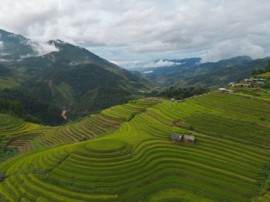 Taze çeltik pirinç teraslarının havadan görünüşü, Mu Cang Chai 'nin kırsal ya da kırsal kesimindeki yeşil tarım alanları, Asya' daki dağ tepeleri vadisi, Vietnam. Doğa manzarası arka planı.