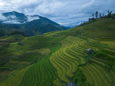 Taze çeltik pirinç teraslarının havadan görünüşü, Mu Cang Chai 'nin kırsal ya da kırsal kesimindeki yeşil tarım alanları, Asya' daki dağ tepeleri vadisi, Vietnam. Doğa manzarası arka planı.
