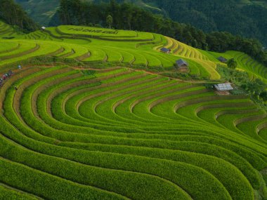 Taze çeltik pirinç teraslarının havadan görünüşü, Mu Cang Chai 'nin kırsal ya da kırsal kesimindeki yeşil tarım alanları, Asya' daki dağ tepeleri vadisi, Vietnam. Doğa manzarası arka planı.