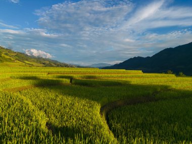 Taze çeltik pirinç teraslarının havadan görünüşü, Mu Cang Chai 'nin kırsal ya da kırsal kesimindeki yeşil tarım alanları, Asya' daki dağ tepeleri vadisi, Vietnam. Doğa manzarası arka planı.