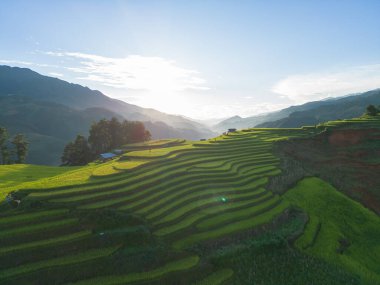 Taze çeltik pirinç teraslarının havadan görünüşü, Mu Cang Chai 'nin kırsal ya da kırsal kesimindeki yeşil tarım alanları, Asya' daki dağ tepeleri vadisi, Vietnam. Doğa manzarası arka planı.