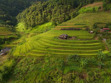 Taze çeltik pirinç teraslarının havadan görünüşü, Mu Cang Chai 'nin kırsal ya da kırsal kesimindeki yeşil tarım alanları, Asya' daki dağ tepeleri vadisi, Vietnam. Doğa manzarası arka planı.