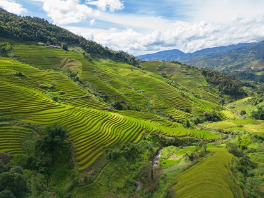 Taze çeltik pirinç teraslarının havadan görünüşü, Mu Cang Chai 'nin kırsal ya da kırsal kesimindeki yeşil tarım alanları, Asya' daki dağ tepeleri vadisi, Vietnam. Doğa manzarası arka planı.