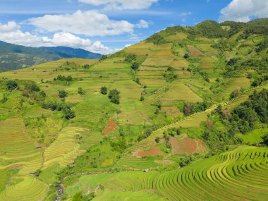 Taze çeltik pirinç teraslarının havadan görünüşü, Mu Cang Chai 'nin kırsal ya da kırsal kesimindeki yeşil tarım alanları, Asya' daki dağ tepeleri vadisi, Vietnam. Doğa manzarası arka planı.