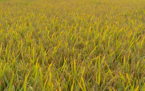 Közelkép Friss Hántolatlan Rizs Teraszok Víztükörképpel Zöld Mezőgazdasági Területen Vidéken — Stock Fotó