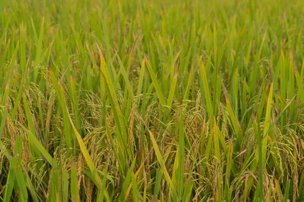 Közelkép Friss Hántolatlan Rizs Teraszok Víztükörképpel Zöld Mezőgazdasági Területen Vidéken — Stock Fotó