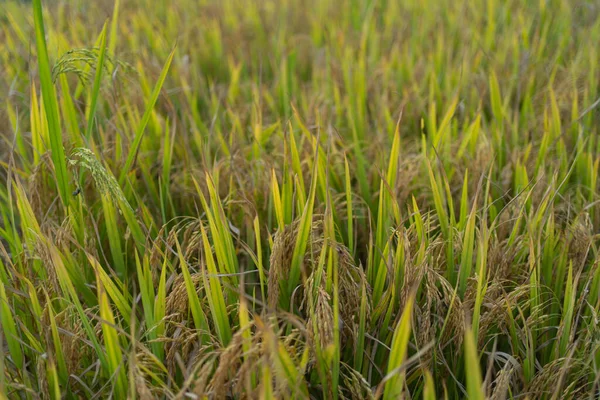 Zbliżenie Tarasów Ryżowych Świeżego Ryżu Niełuskanego Odbiciem Wody Zielonym Polem — Zdjęcie stockowe