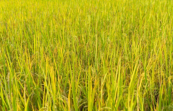 아시아 시골이나 지역에 계단식논 반사시키고 농경지로 놓았다 풍경의 — 스톡 사진