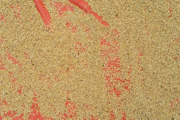 Padie Rijst Patroon Textuur Achtergrond Biologisch Ruwe Tarwe Graan Landbouw — Stockfoto