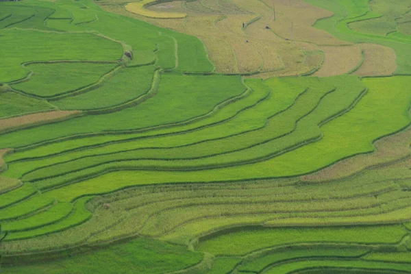 Aerial Top View Του Φρέσκου Ορυζώνα Ταράτσες Πράσινα Αγροτικά Πεδία — Φωτογραφία Αρχείου