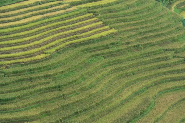 Vista Aérea Superior Terraços Arroz Paddy Fresco Campos Agrícolas Verdes — Fotografia de Stock