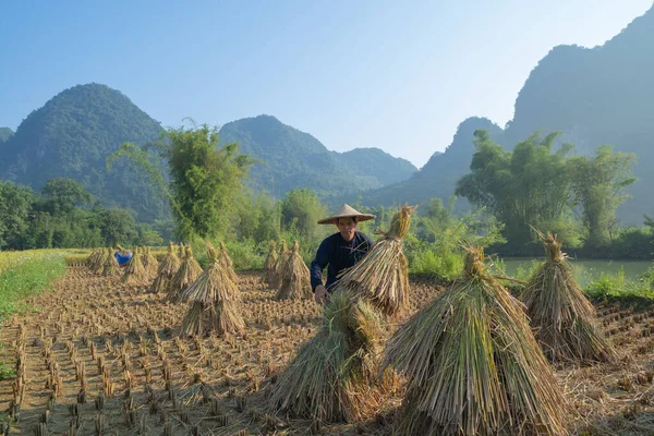 시골이나 시골에 농경지 베트남의 아시아 지대인 차이의 사람들의 — 스톡 사진