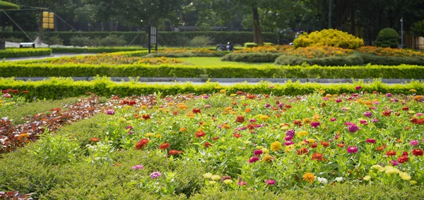 Flores Rosadas Florecen Parque Del Jardín Nacional Tailandia Fondo Paisaje —  Fotos de Stock