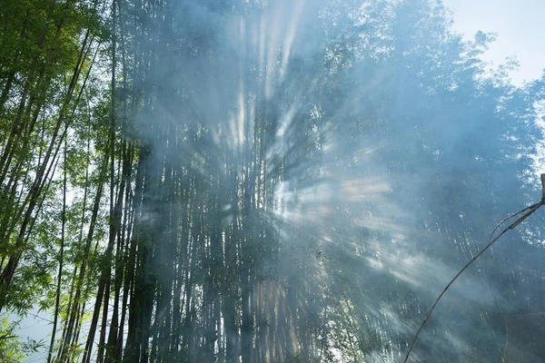 Floresta Bambu Japonês Com Fumaça Nevoeiro Árvores Altas Arashiyama Férias — Fotografia de Stock