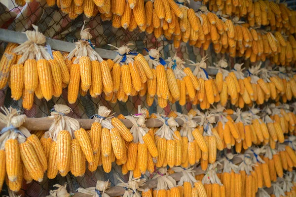 Rows Organic Raw Corn Maize Field Economic Traditional Plant Thailand — Stock Photo, Image