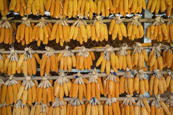 Sorok Szerves Nyers Kukorica Vagy Kukorica Mező Gazdasági Hagyományos Növény — Stock Fotó