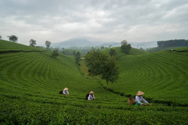 Фермеры Работающие Зеленой Свежей Чайной Клубничной Ферме Сельскохозяйственных Полях Горными — стоковое фото