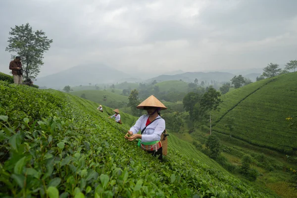 Фермеры Работающие Зеленой Свежей Чайной Клубничной Ферме Сельскохозяйственных Полях Горными — стоковое фото