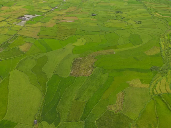 Pemandangan Atas Udara Dari Teras Padi Segar Lahan Pertanian Hijau — Stok Foto
