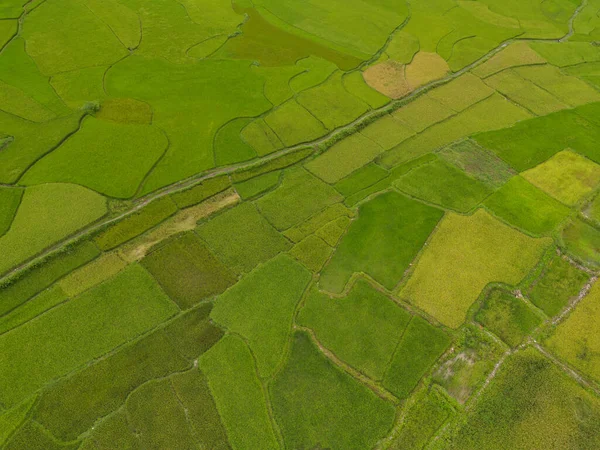 Aerial Top View Fresh Paddy Rice Terraces Green Agricultural Fields — Stock Photo, Image
