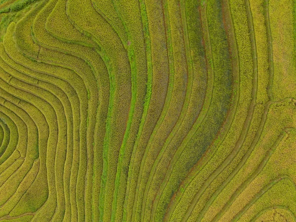 Taze Çeltik Pirinç Teraslarının Havadan Görünüşü Cang Chai Nin Kırsal — Stok fotoğraf