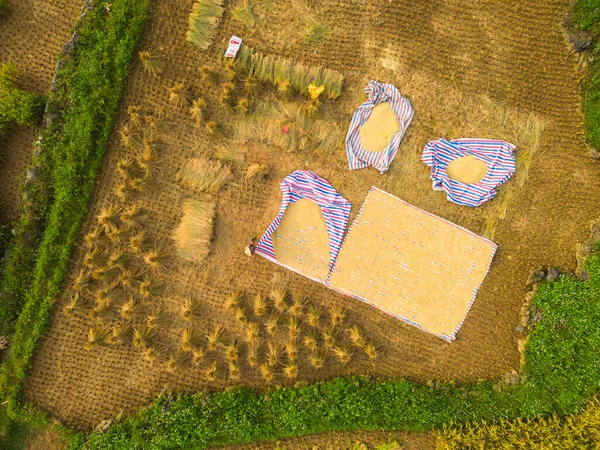 Luftaufnahme Eines Bauern Mit Frischen Reisterrassen Grünen Landwirtschaftlichen Feldern Der — Stockfoto